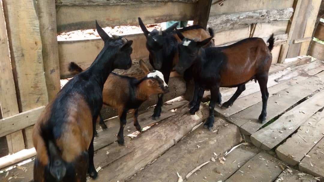 Goats sponsored by KUYAMBA